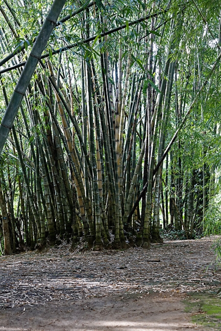 Kandy-Botanical garden-012